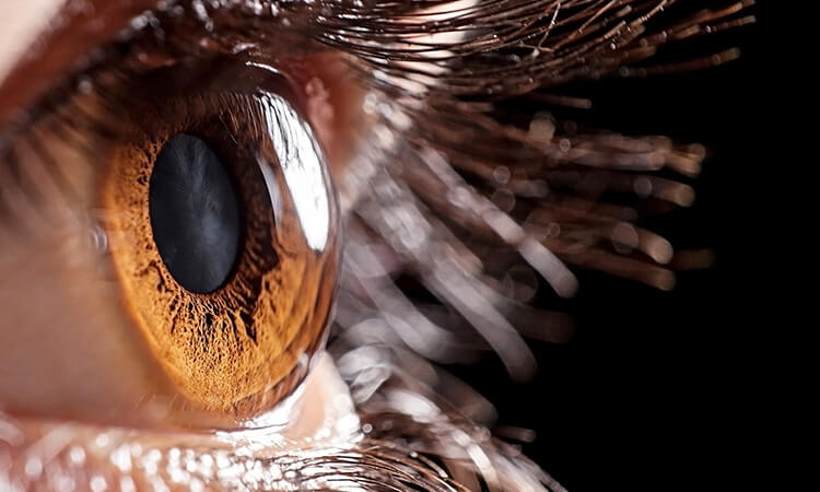 Cornea Close Up Cornea Close Up